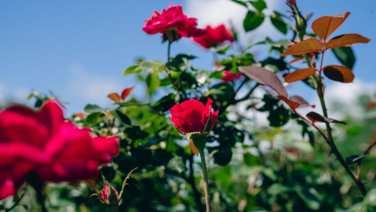 RoseforWebsite RoseforWebsite