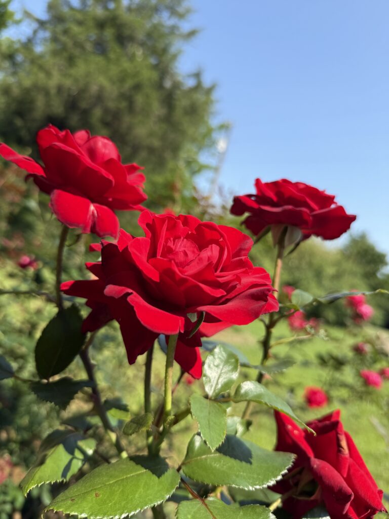 RosesRoseCeremony
